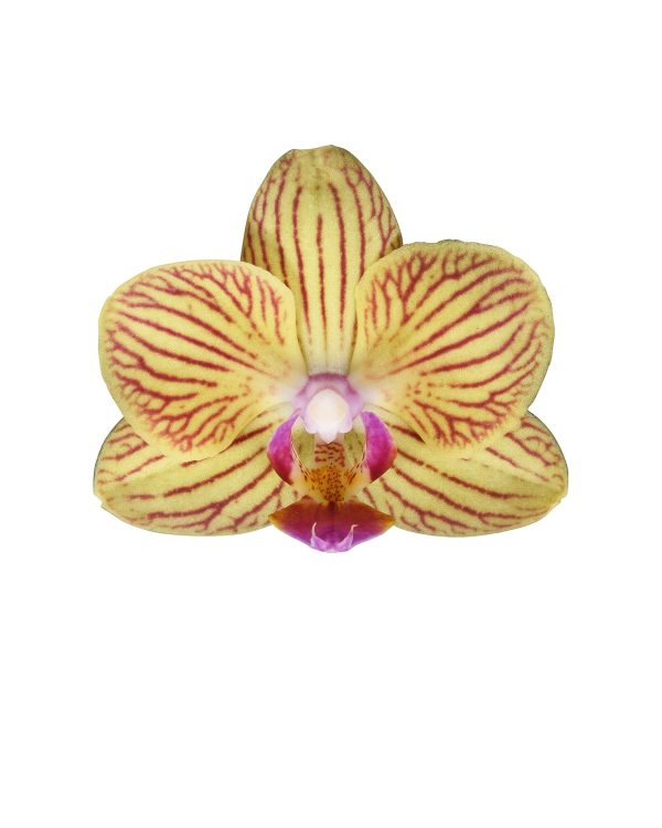 Bicolor