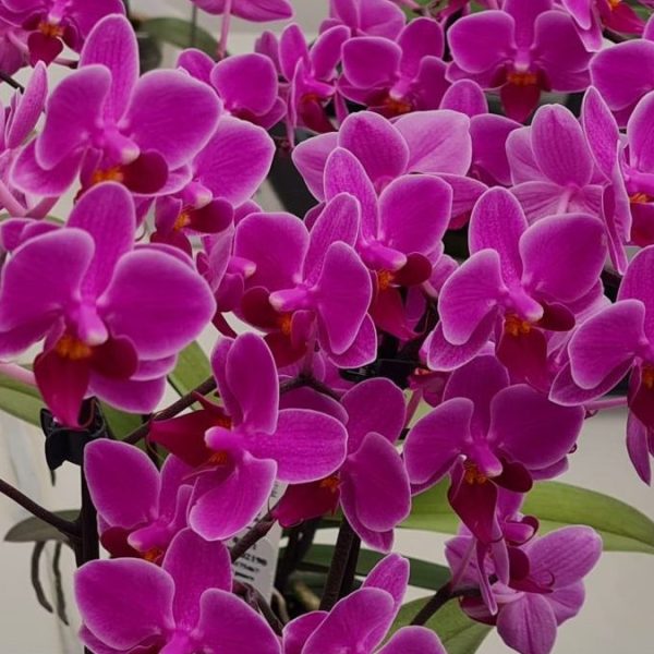 Phalaenopsis mini