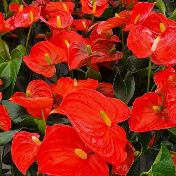 Anthurium mini
