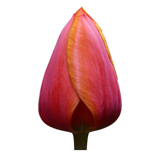 Bicolor