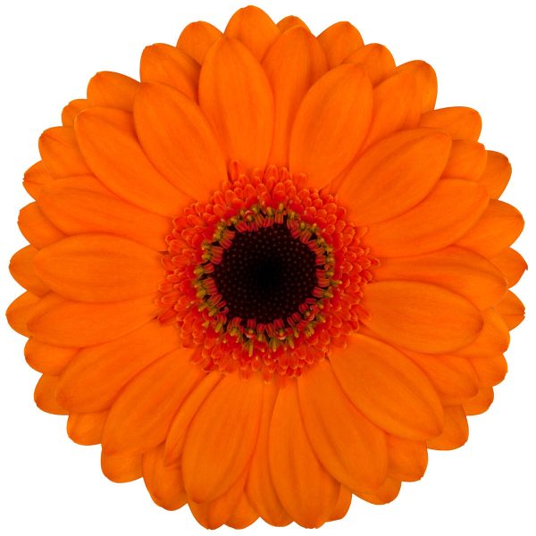 Aperol