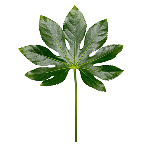 Aralia
