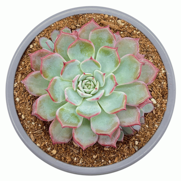 Azulita