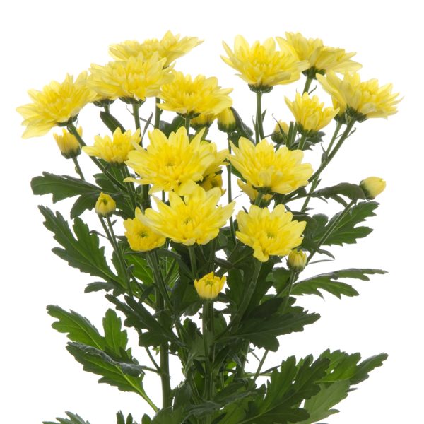 Amarillo