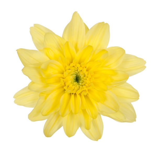 Amarillo