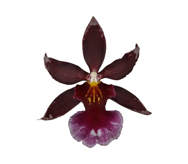 Bicolor