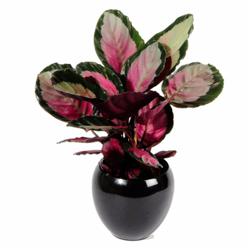 Calathea Rosy