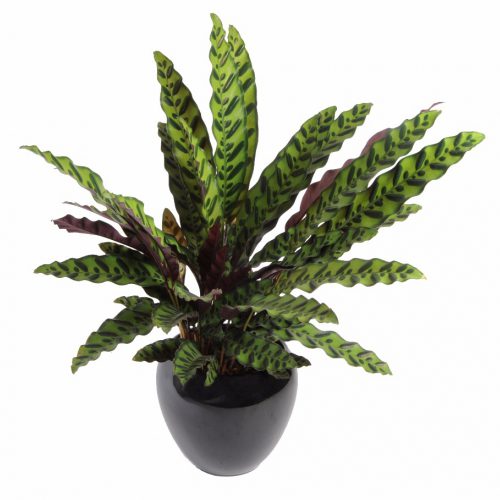 Calathea Lancifolia