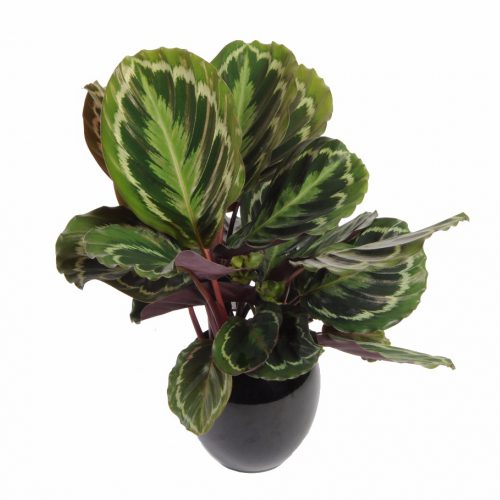 Calathea Medaillon