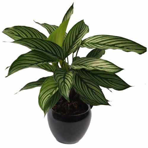 Calathea Vitatta