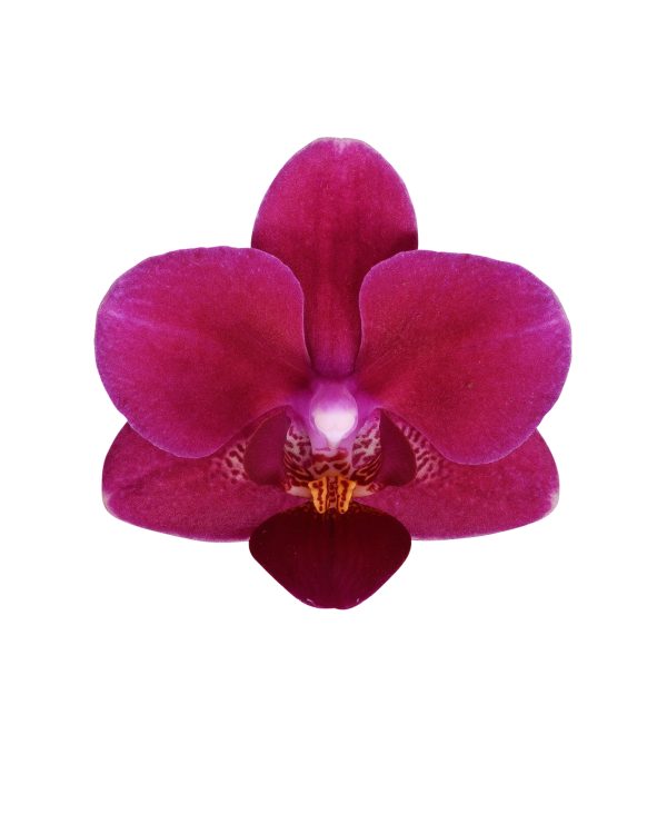 Morado