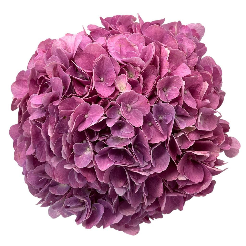 Hortensia – Flores de Chiltepec