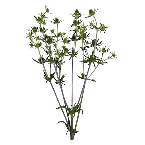 Eryngium