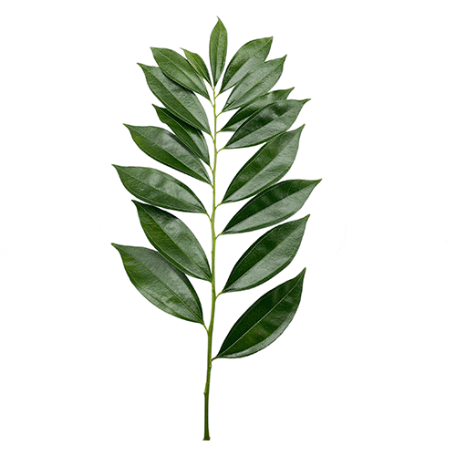 Cocculus