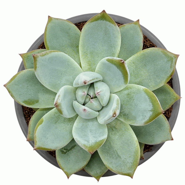 Colorata