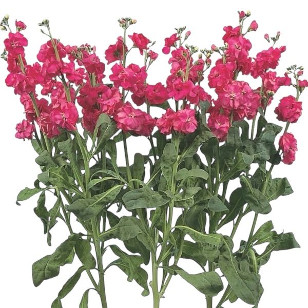 Rosa fuerte