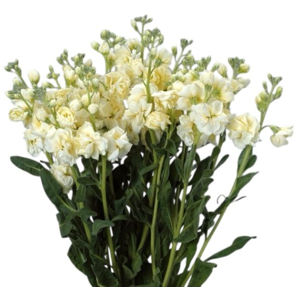 Amarilla