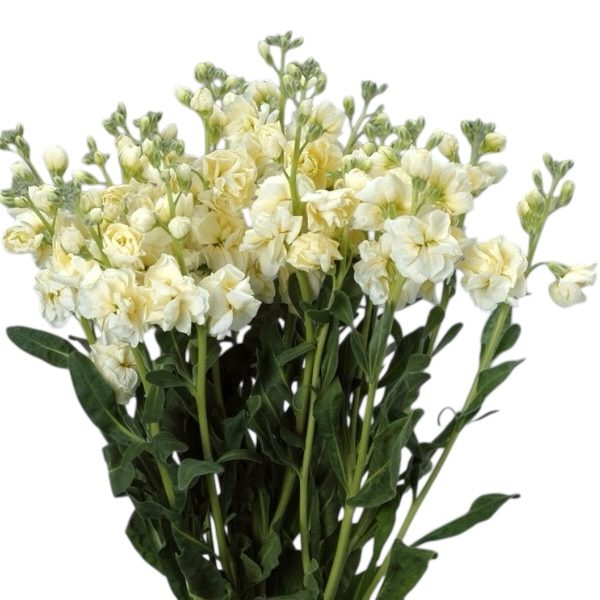 Amarilla