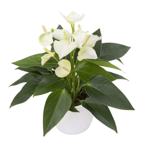 Blanco