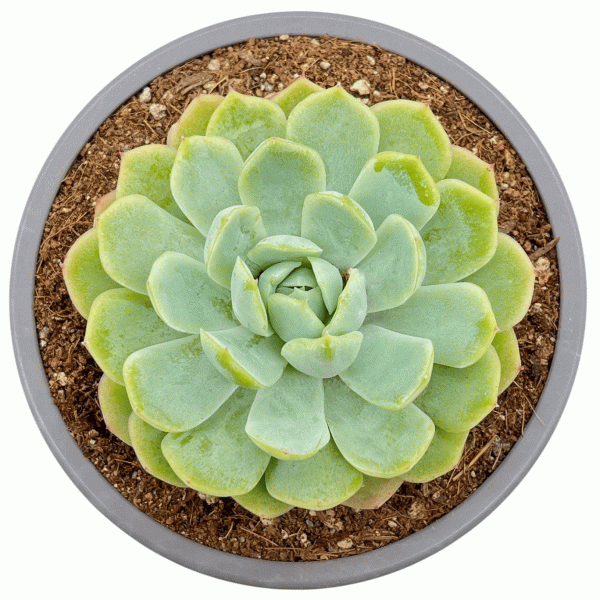 Elegans