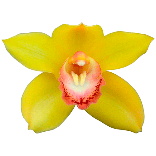 Amarillo