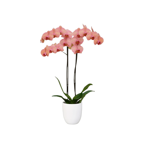 Bicolor