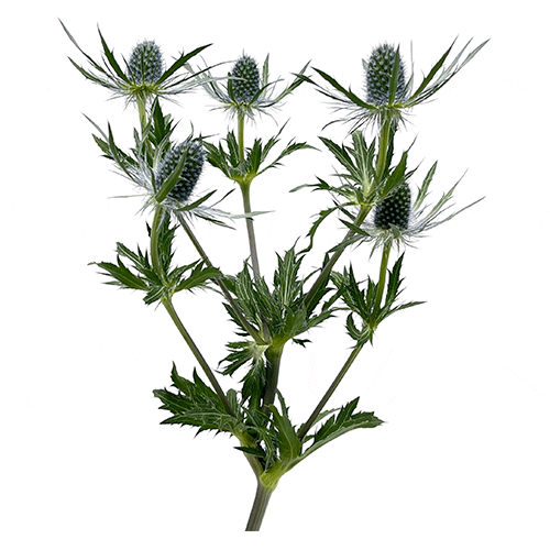 Eryngium blue