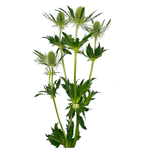 Eryngium white