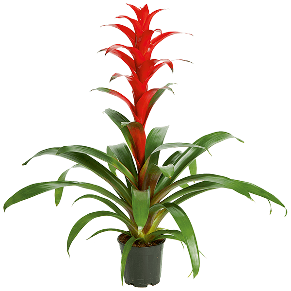 Guzmania Allura
