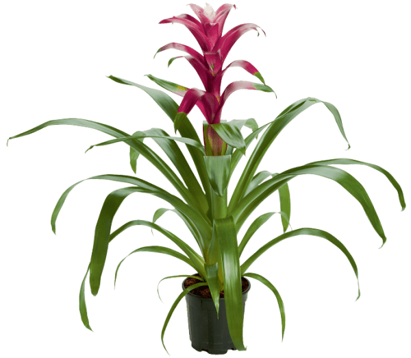 Guzmania Dance