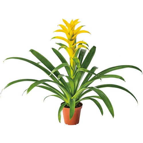 Guzmania Desire