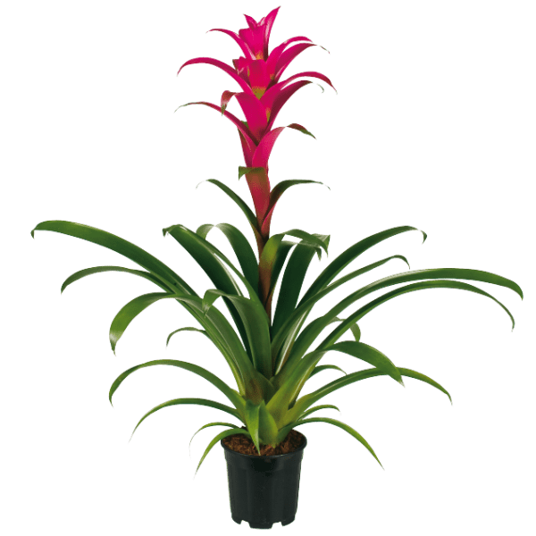 Guzmania Freya