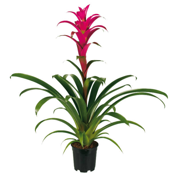 Guzmania Freya