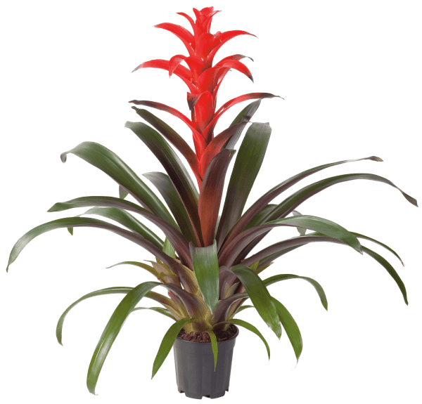 Guzmania Futura