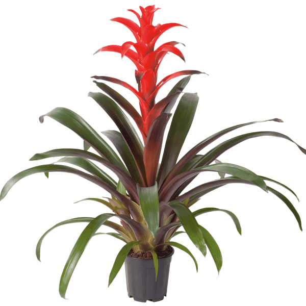 Guzmania Futura