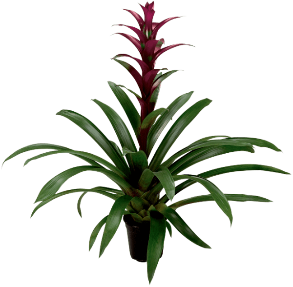 Guzmania Luna