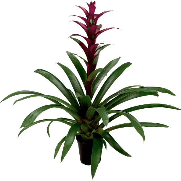 Guzmania Luna