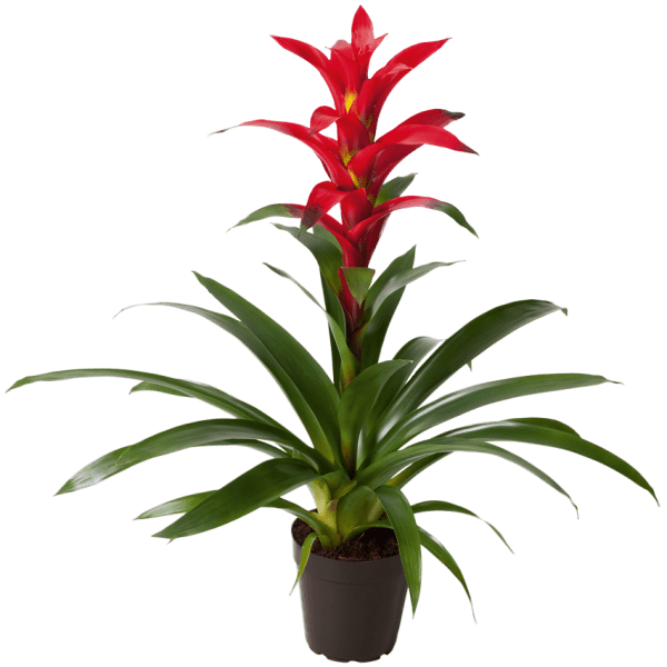 Guzmania Rostara