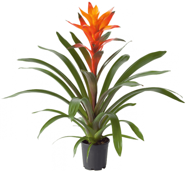 Guzmania Variada