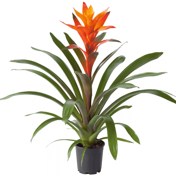 Guzmania Variada