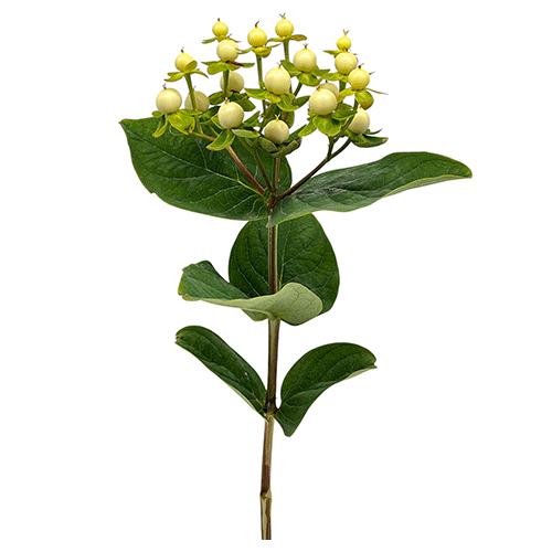 Hypericum blanco