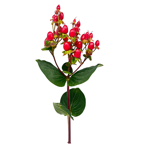 Hypericum rojo