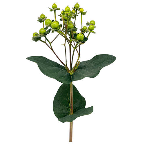 Hypericum verde