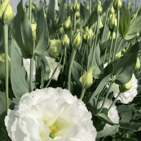 Lisianthus