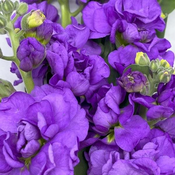 Matthiola