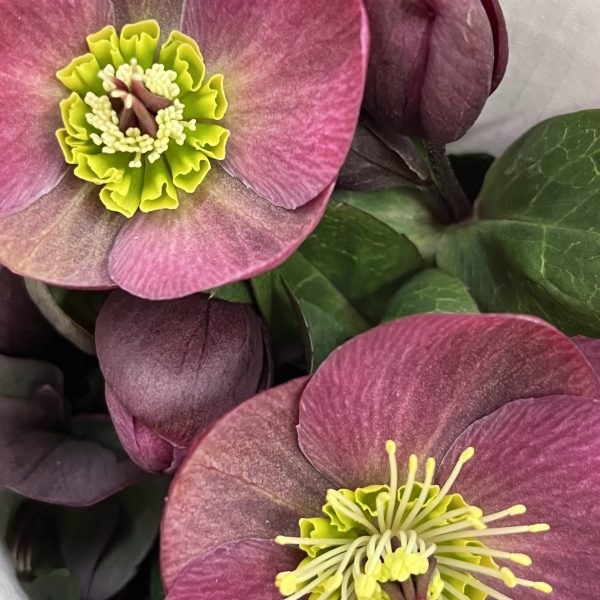 Helleborus