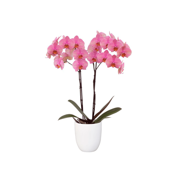Bicolor