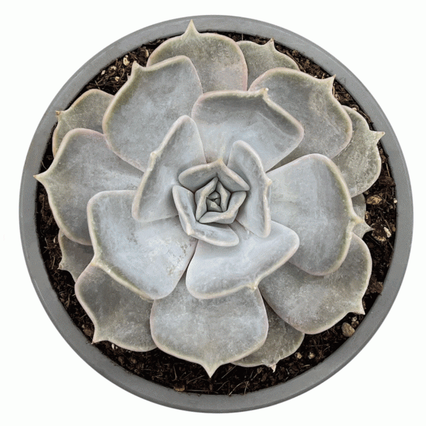 Lilacina