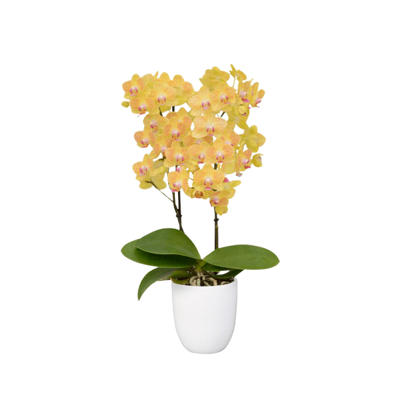 Bicolor
