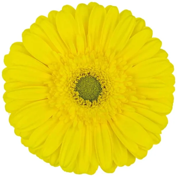 Limoncello